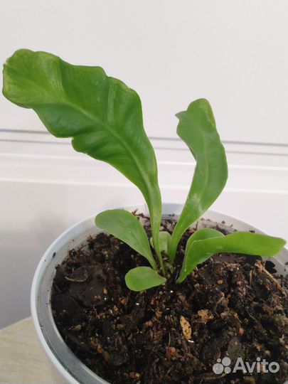 Асплениум кобра