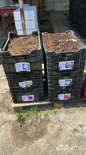 Сортовые корни пионов оптом. Голландские