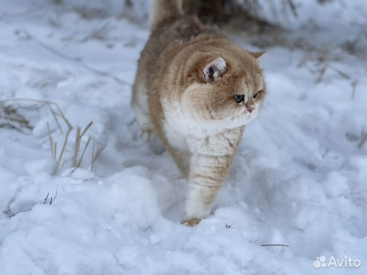 Британская золотая шиншилла