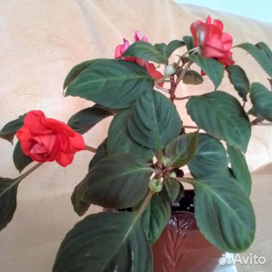 Бальзамин (Ванька мокрый) махровый