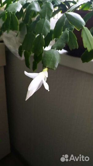 Декабрист и хлорофитум