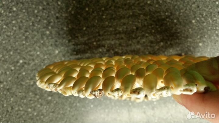 Подставка под горячее из ракушек