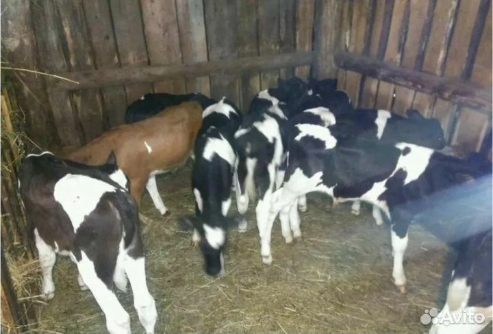 Бычки телята