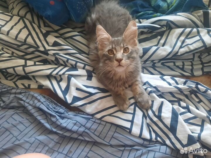 Котята мейн-кун