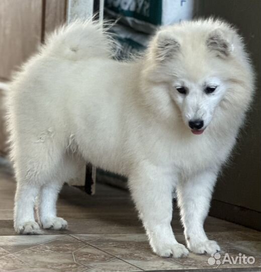 Щенки японского шпица из питомника