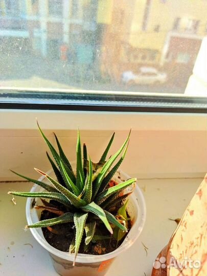 Кактусы и суккуленты