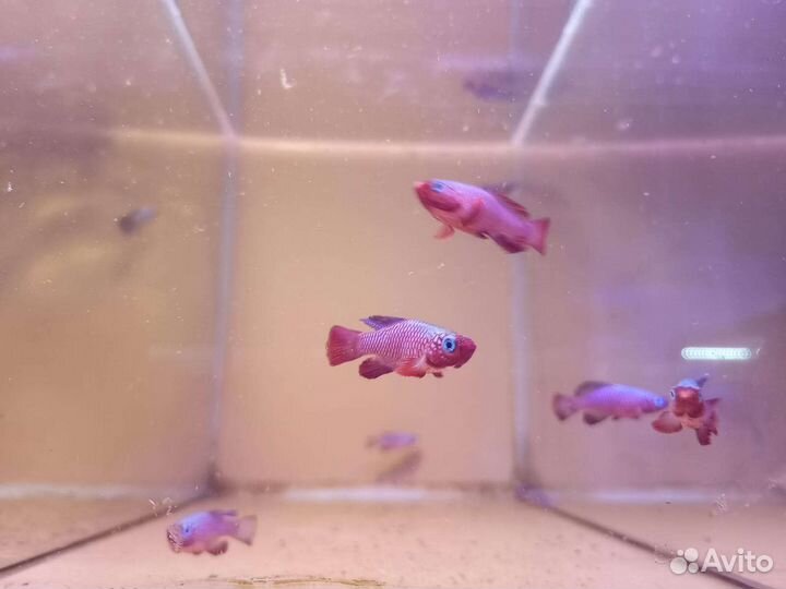 Рыбки, растения, улитки, креветки в магазине