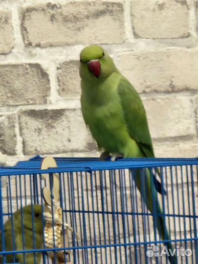 Ожереловый попугай самка и птенец
