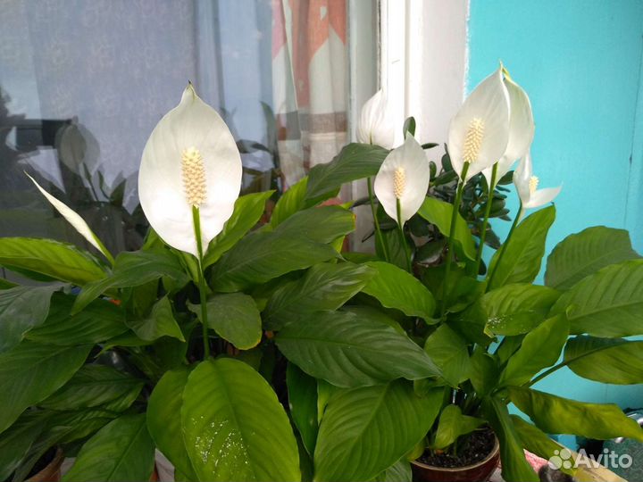 Спатифиллум