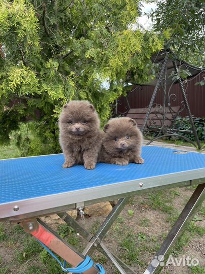 Лиловые девочки