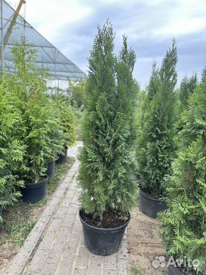 Туя смарагд