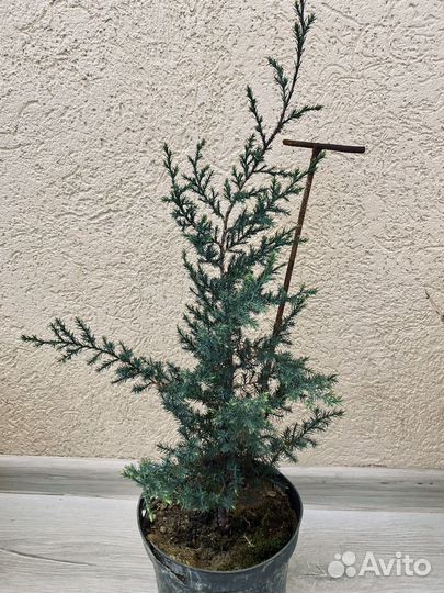 Можжевельник