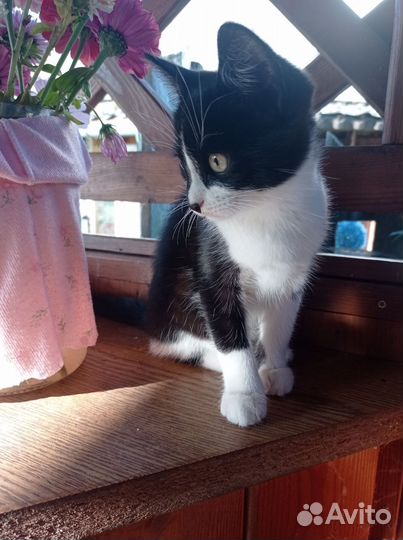 Котёнок кошка