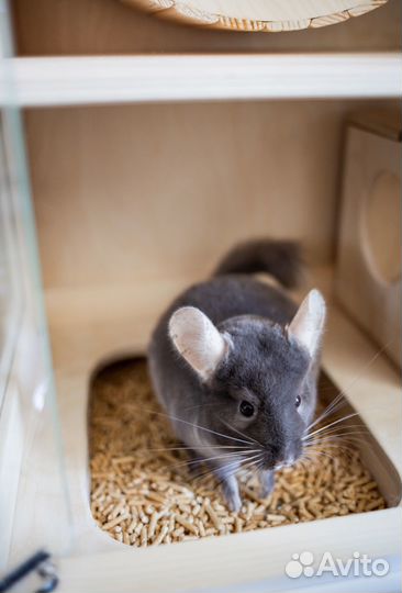 Витрина для шиншилл Клетка для грызунов 12