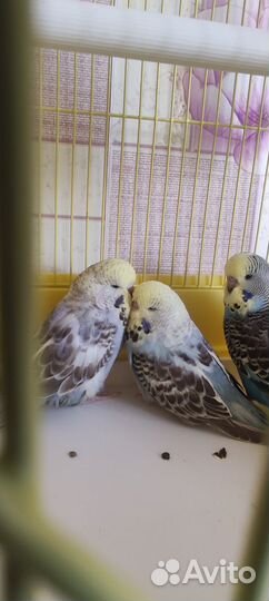 Выставочные попугаи чехи