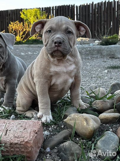 Американский булли покет щенки