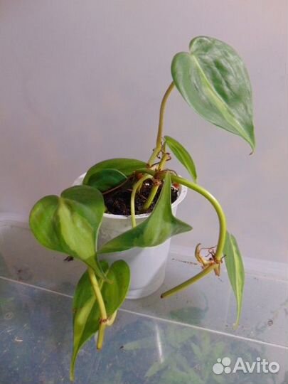 Коллекционные ароидные