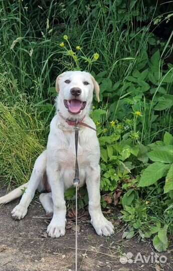 Метис лабрадора 3.5 месяца бесплатно