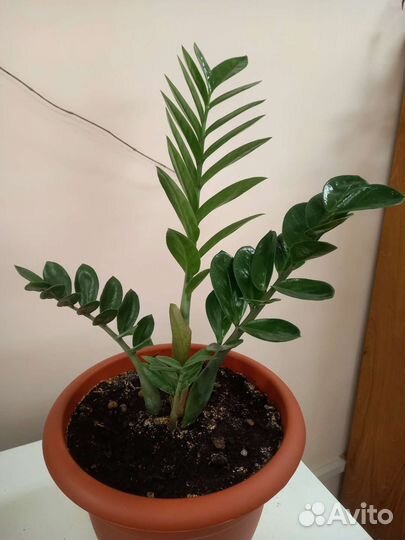 Замиокулькас