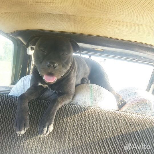 Питстаф щенки