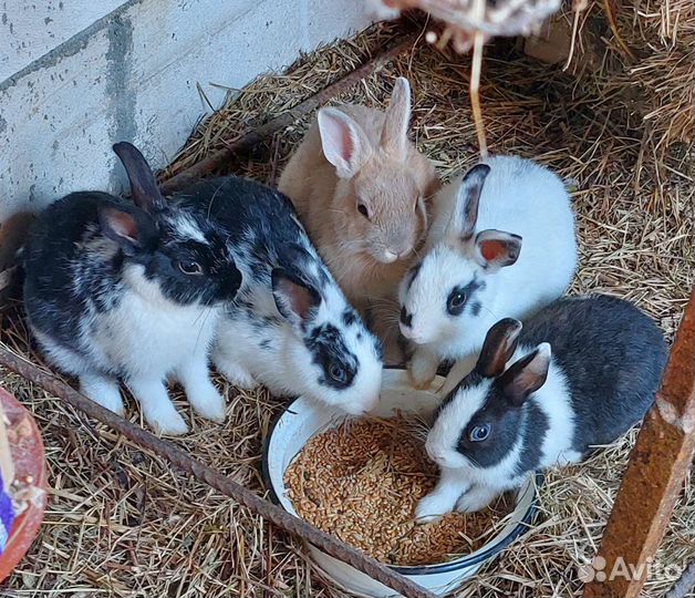 Кролики подрощенные