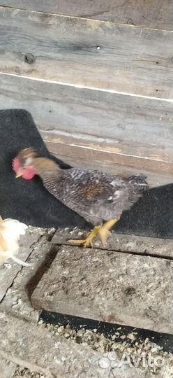 Петушок молодой2,5 месяца