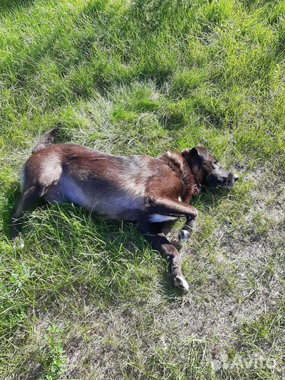 Ищем дом для молодой собаки