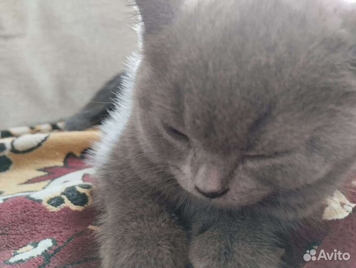 Британская