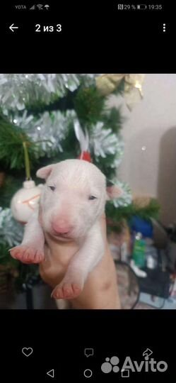 Бультерьер