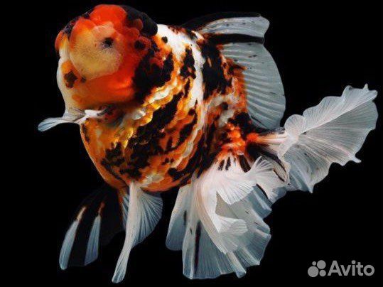 Аквариумные рыбки