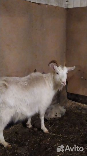 Козы, Овцы оптом