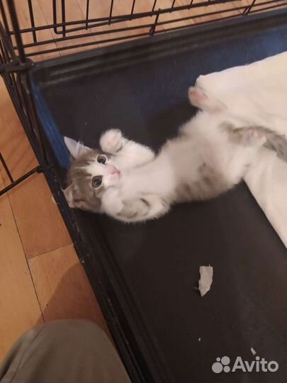 Домашние животные в добрые руки