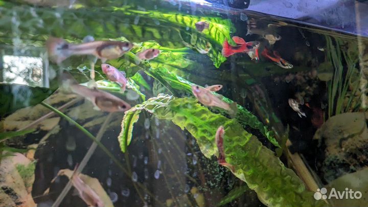 Рыбки гуппи