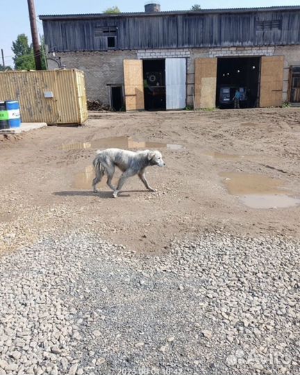 Лабрадор девочка в добрые руки