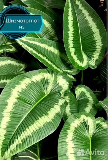 Комнатные разные