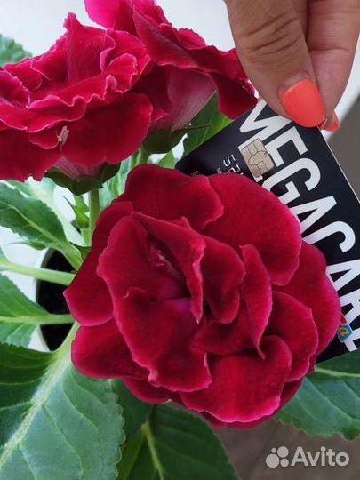 Глоксинии сортовые