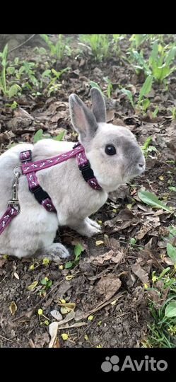 Вязка декоративного кролика рекс