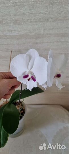 Орхидея фаленопсис