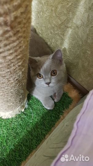 Британская