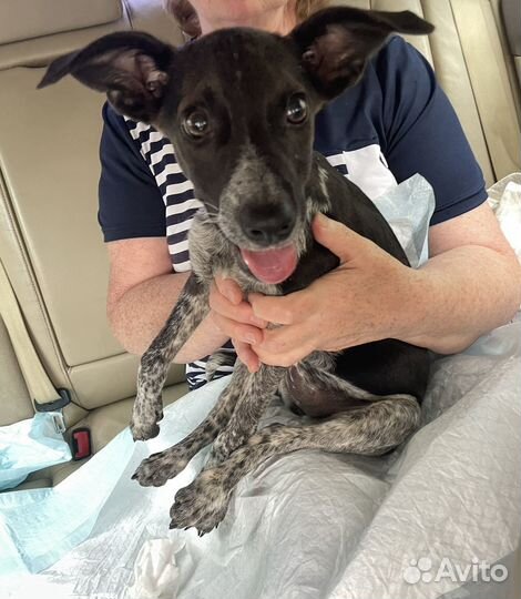 Щенок помесь курцхаар