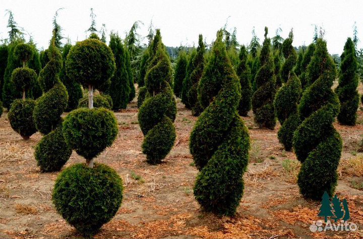 Туя Смарагд 3.12 м экстра
