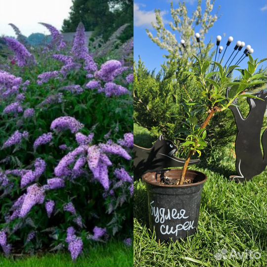 Будлея Сиреневая