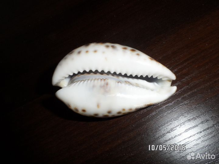 Ракушка с изображением кабана