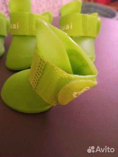 Домашние животные собаки