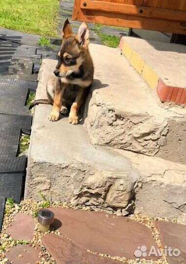 Собаки бесплатно в добрые руки щенки