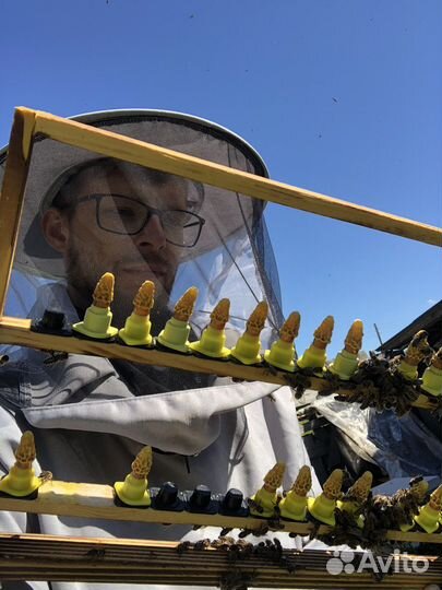 Пчелопакеты и матки карпатка. Вывод: Калязин