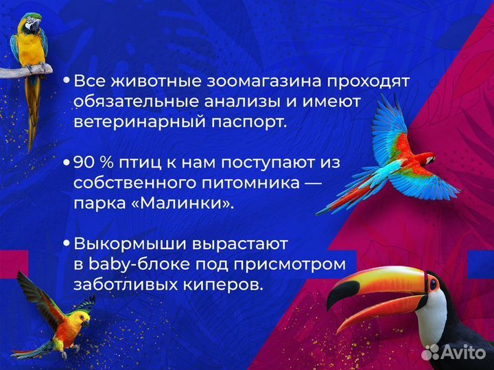 Кольчатый Сливоголовый попугай