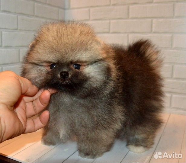 Померанский шпиц,кукольные медвежата с докум. РКФ