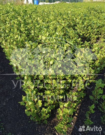 Тополь пирамидальный саженцы черенки без пуха