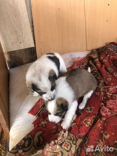 Щенки лайки